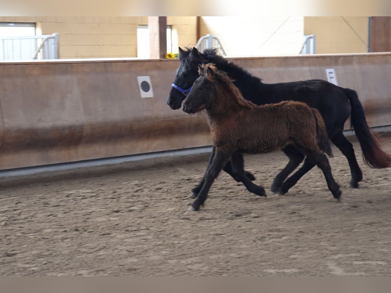 Caballos islandeses Semental 2 años 140 cm in Zweibrücken