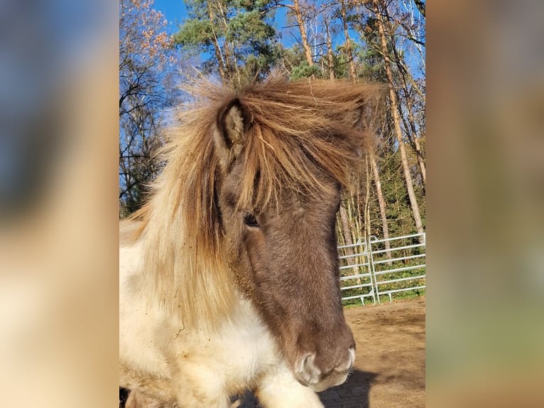 Caballos islandeses Semental 2 años 140 cm in Ruppichteroth