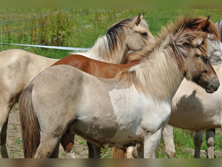 Caballos islandeses Semental 2 años 140 cm in Ruppichteroth
