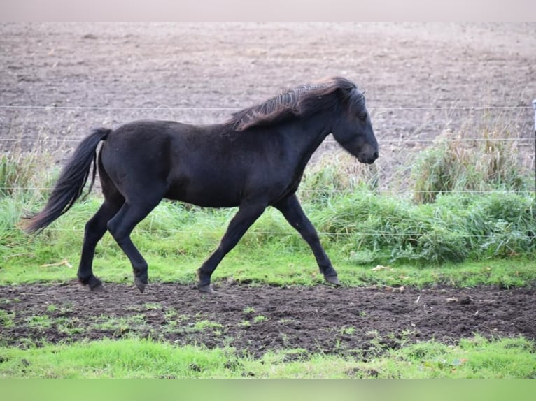 Caballos islandeses Semental 2 años 140 cm in Blunk