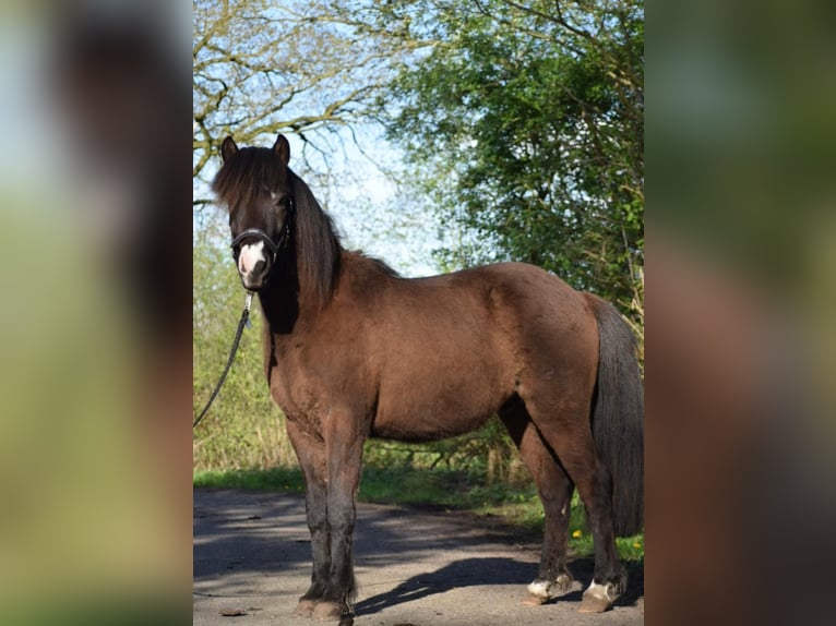 Caballos islandeses Semental 2 años 140 cm in Blunk