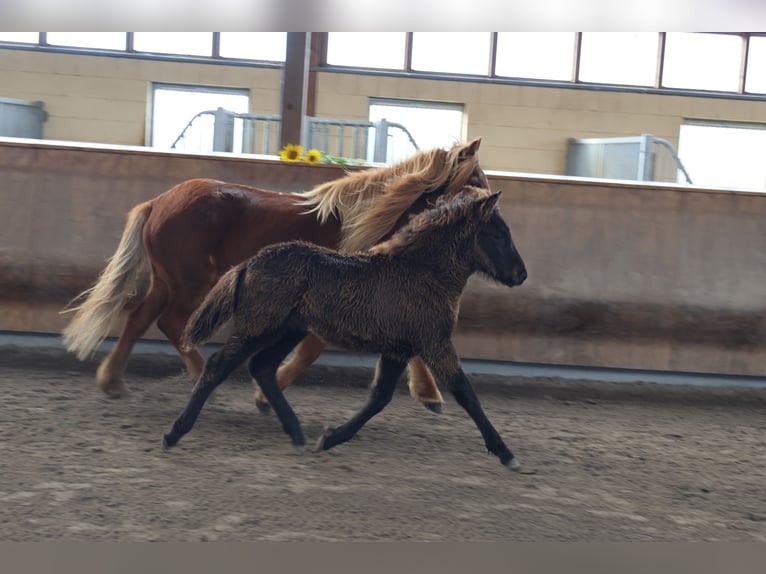 Caballos islandeses Semental 2 años 140 cm Negro in Zweibrücken