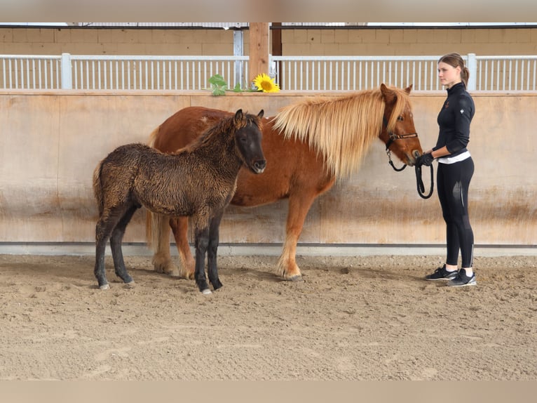 Caballos islandeses Semental 2 años 140 cm Negro in Zweibrücken