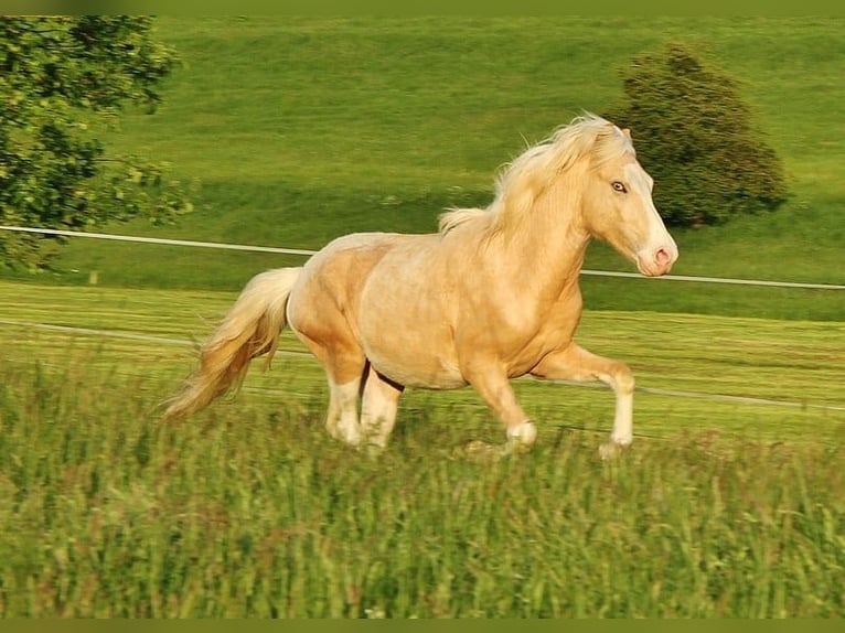 Caballos islandeses Semental 2 años 140 cm Palomino in Saarland