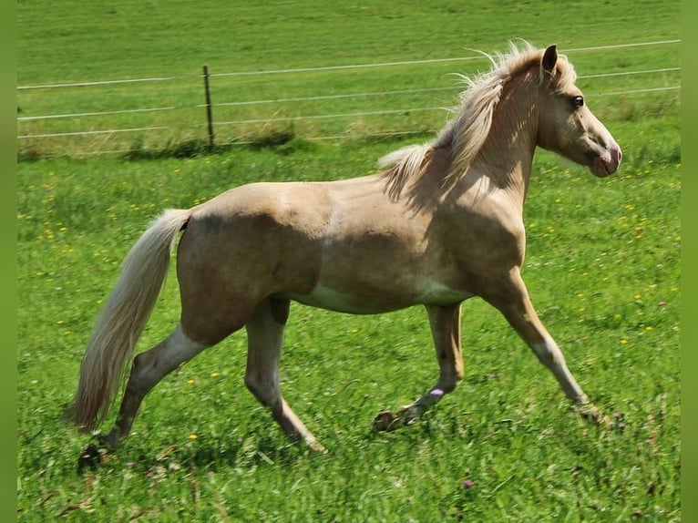 Caballos islandeses Semental 2 años 140 cm Palomino in Saarland