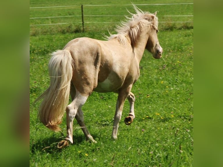 Caballos islandeses Semental 2 años 140 cm Palomino in Saarland