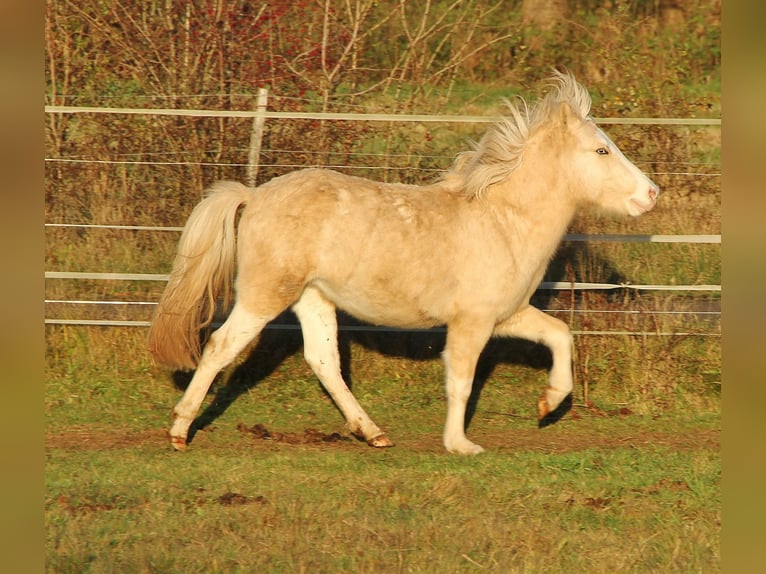 Caballos islandeses Semental 2 años 140 cm Palomino in Saarland