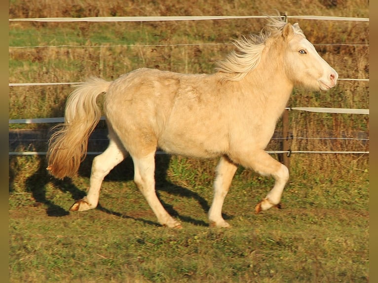 Caballos islandeses Semental 2 años 140 cm Palomino in Saarland