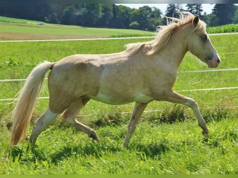 Caballos islandeses Semental 2 años 140 cm Palomino in Saarland