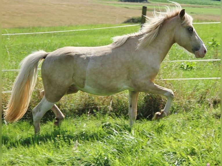 Caballos islandeses Semental 2 años 140 cm Palomino in Saarland