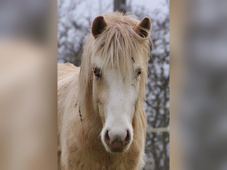 Caballos islandeses Semental 2 años 140 cm Palomino in Saarland