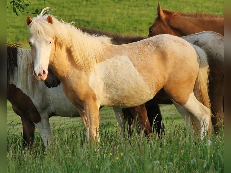 Caballos islandeses Semental 2 años 140 cm Palomino in Saarland