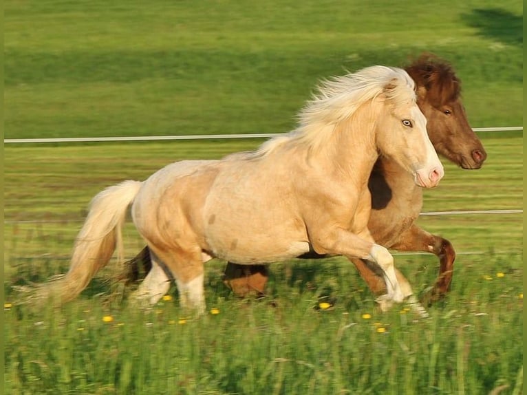 Caballos islandeses Semental 2 años 140 cm Palomino in Saarland