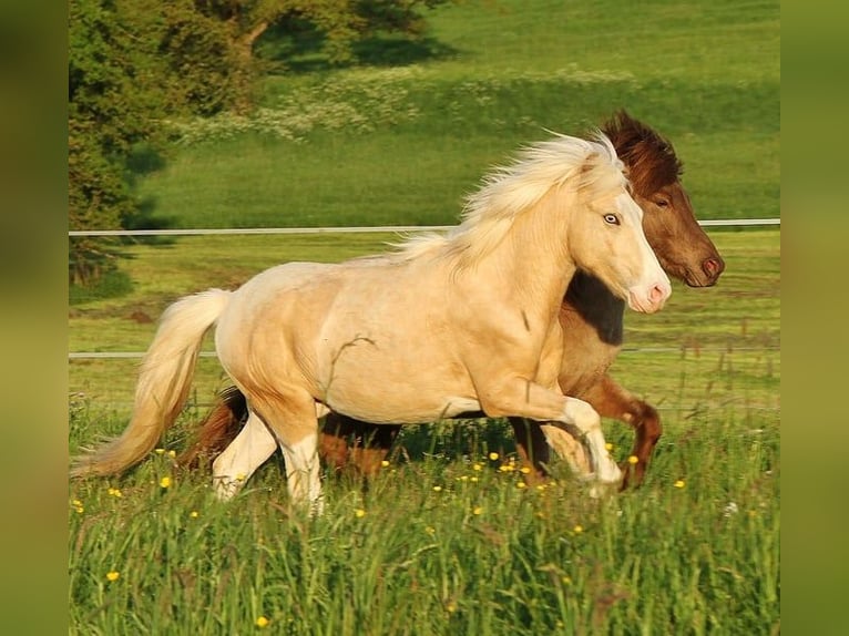 Caballos islandeses Semental 2 años 140 cm Palomino in Saarland