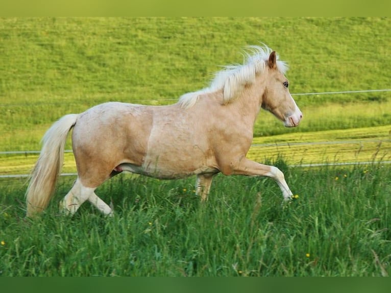 Caballos islandeses Semental 2 años 140 cm Palomino in Saarland