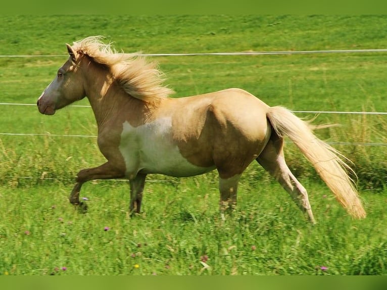 Caballos islandeses Semental 2 años 140 cm Palomino in Saarland