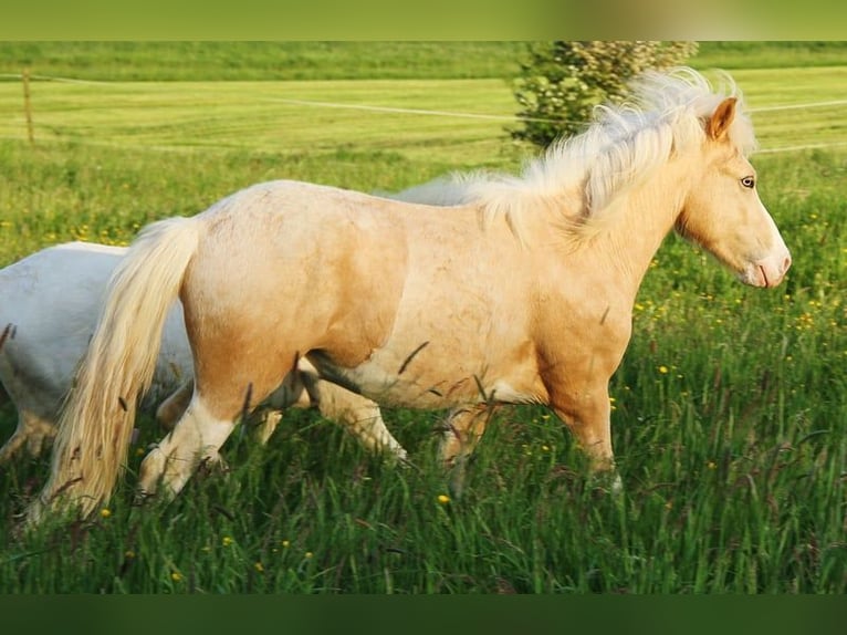 Caballos islandeses Semental 2 años 140 cm Palomino in Saarland