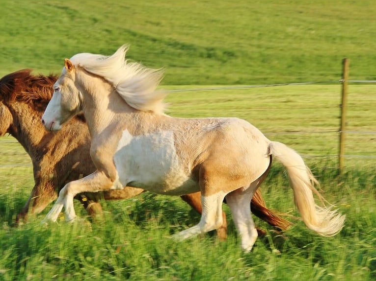 Caballos islandeses Semental 2 años 140 cm Palomino in Saarland