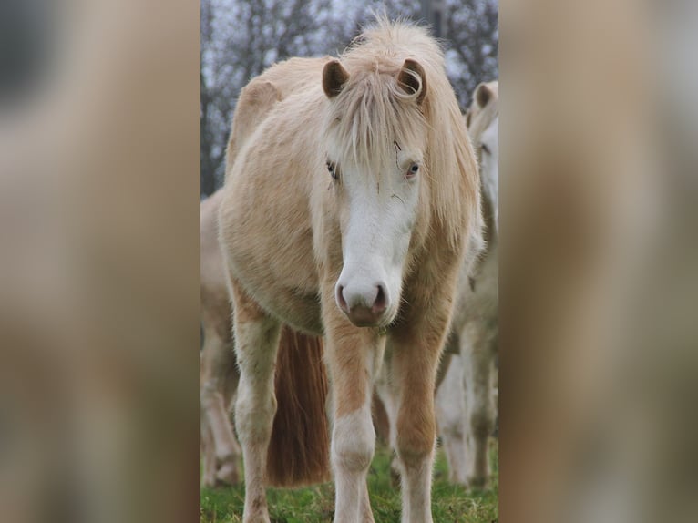 Caballos islandeses Semental 2 años 140 cm Palomino in Saarland