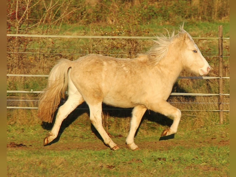 Caballos islandeses Semental 2 años 140 cm Palomino in Saarland