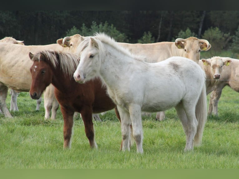 Caballos islandeses Semental 2 años 140 cm Palomino in S&#xFC;dlohn