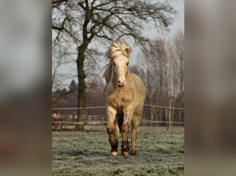 Caballos islandeses Semental 2 años 140 cm Palomino in S&#xFC;dlohn