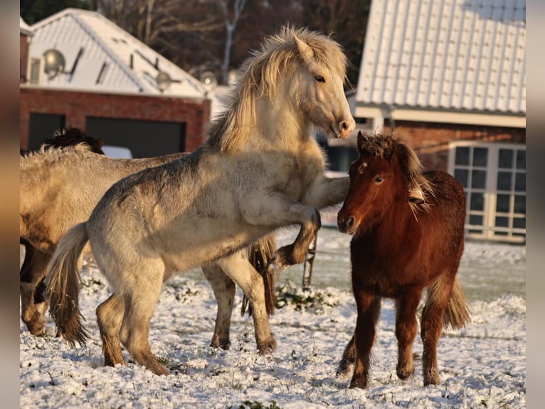 Caballos islandeses Semental 2 años 140 cm Palomino in S&#xFC;dlohn