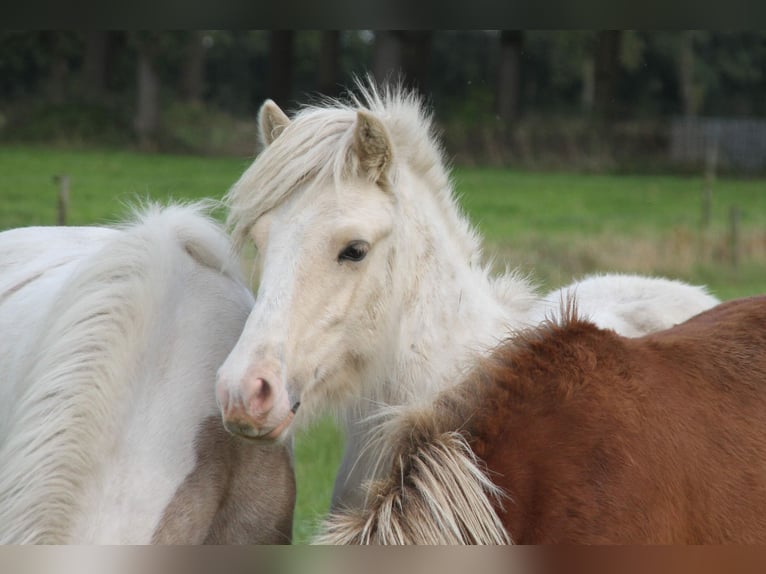 Caballos islandeses Semental 2 años 140 cm Palomino in S&#xFC;dlohn