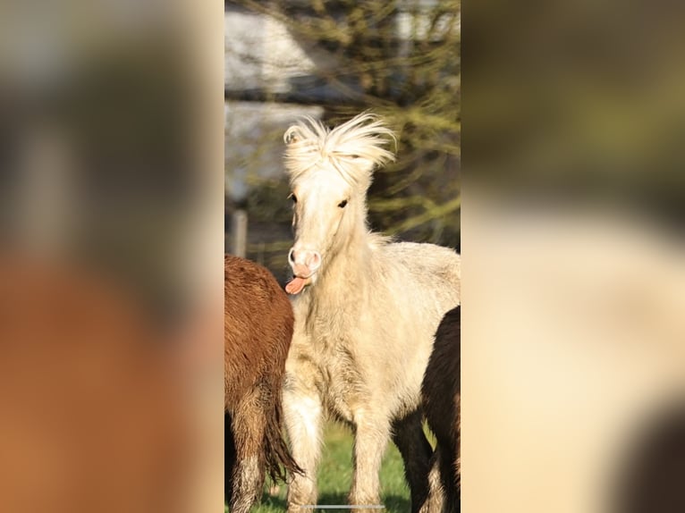 Caballos islandeses Semental 2 años 140 cm Palomino in S&#xFC;dlohn