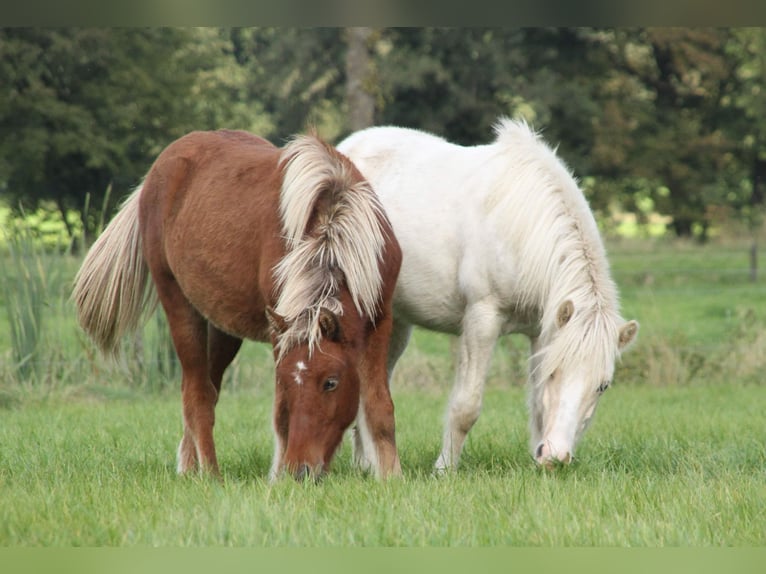 Caballos islandeses Semental 2 años 140 cm Palomino in S&#xFC;dlohn