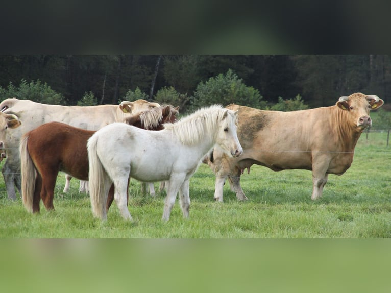 Caballos islandeses Semental 2 años 140 cm Palomino in S&#xFC;dlohn