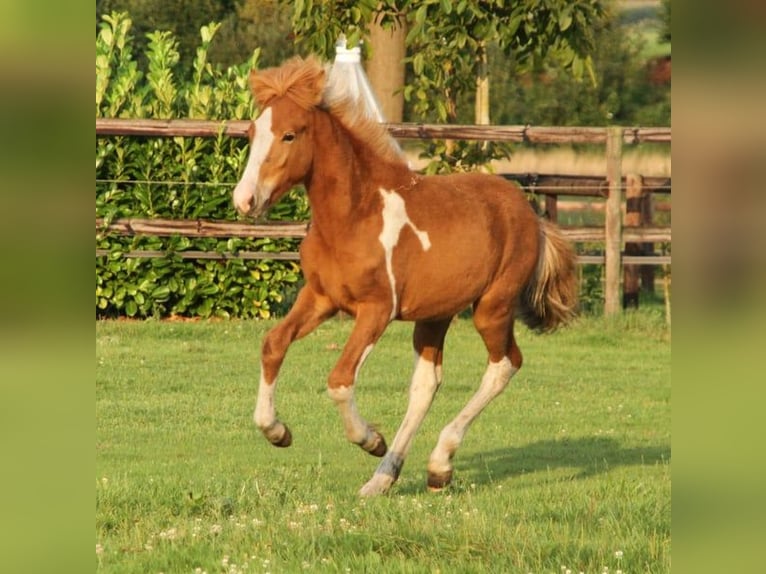 Caballos islandeses Semental 2 años 140 cm Tobiano-todas las-capas in Winterswijk Kotten