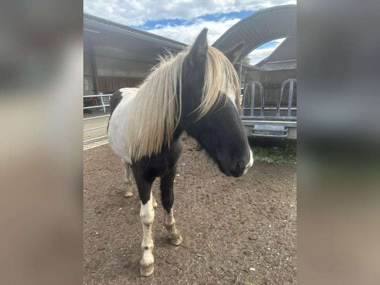 Caballos islandeses Semental 2 años 145 cm Pío in Fronreute