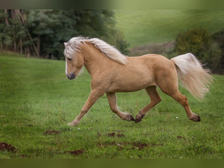Caballos islandeses Semental 2 años Bayo in Wadern