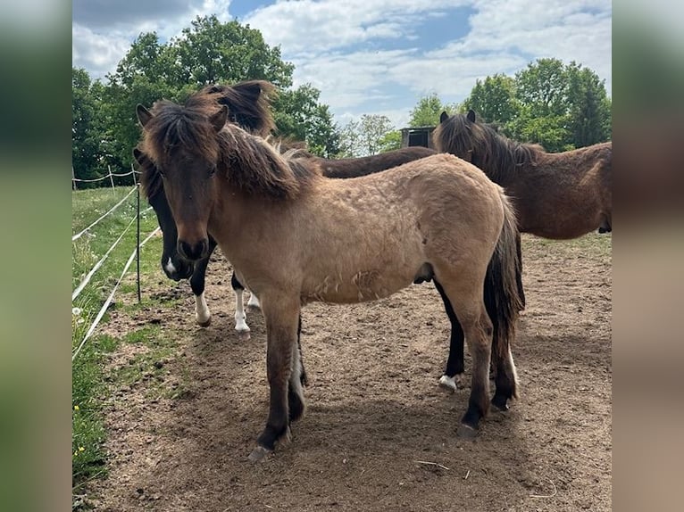 Caballos islandeses Semental 2 años Bayo in Wadern