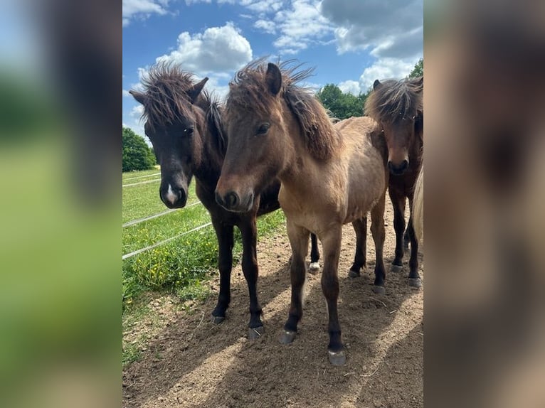 Caballos islandeses Semental 2 años Bayo in Wadern
