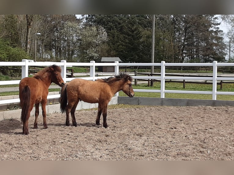 Caballos islandeses Semental 2 años Bayo in Nettersheim