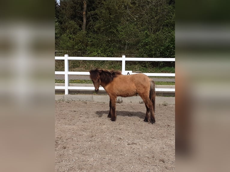 Caballos islandeses Semental 2 años Bayo in Nettersheim