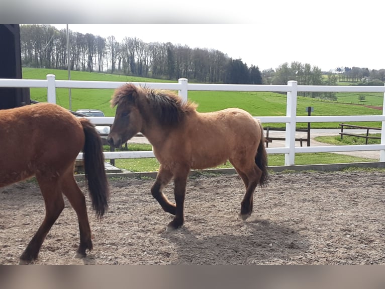 Caballos islandeses Semental 2 años Bayo in Nettersheim