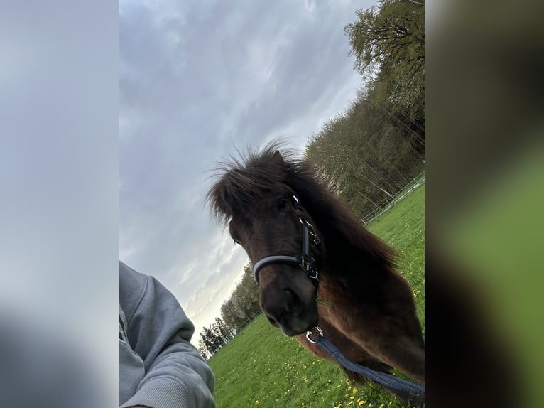 Caballos islandeses Semental 2 años Negro in Eggenfelden