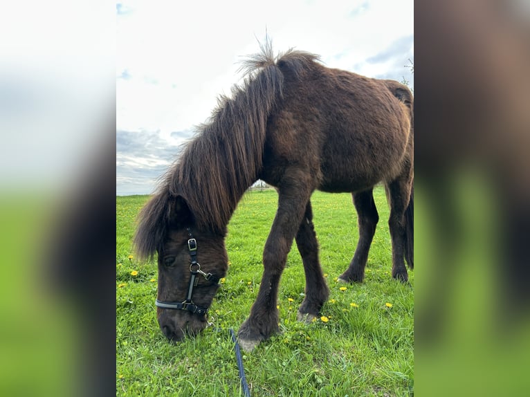 Caballos islandeses Semental 2 años Negro in Eggenfelden