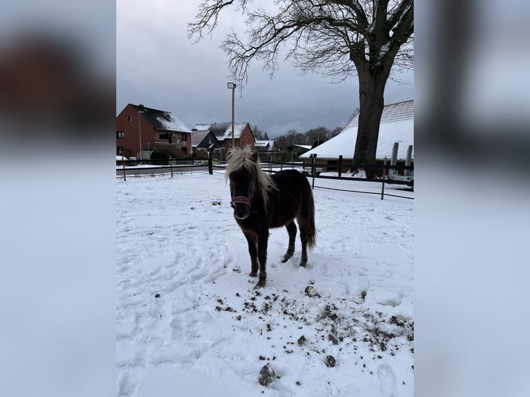 Caballos islandeses Mestizo Semental 3 años 125 cm in Neustadt am Rübenberge