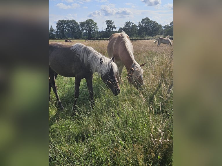 Caballos islandeses Mestizo Semental 3 años 125 cm in Neustadt am Rübenberge