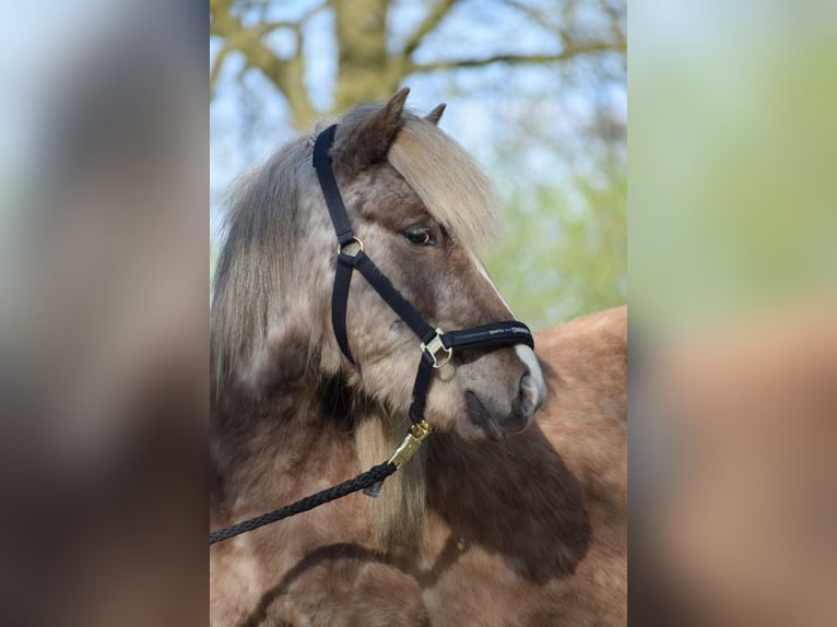 Caballos islandeses Semental 3 años 137 cm in Blunk