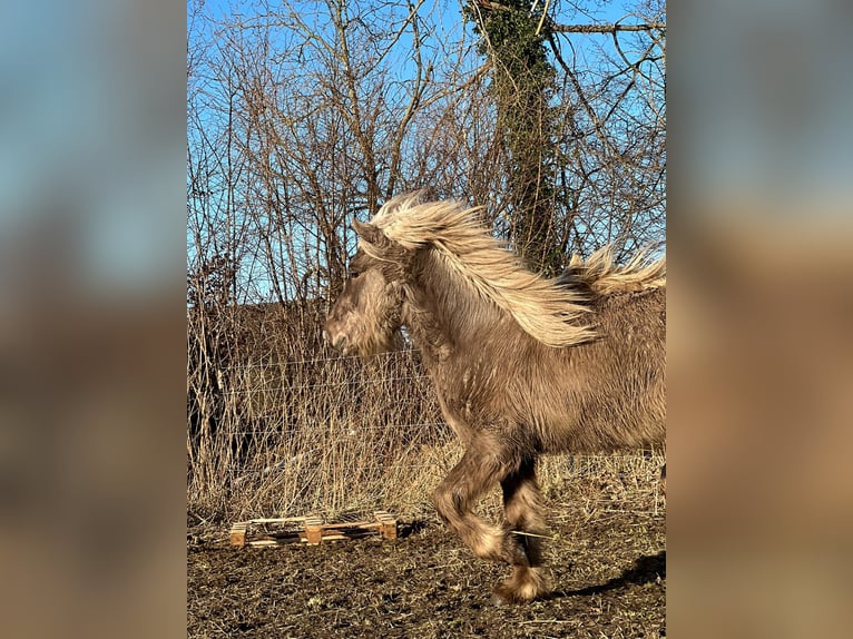 Caballos islandeses Semental 3 años 137 cm in Blunk