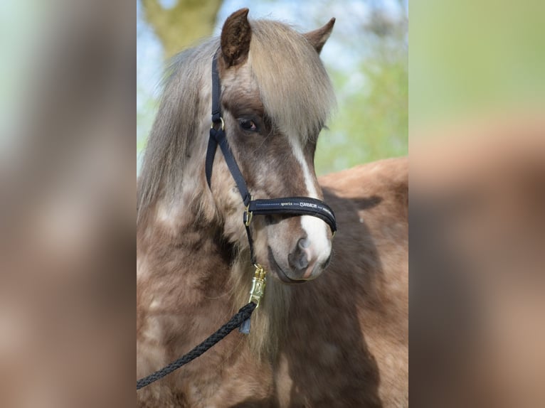 Caballos islandeses Semental 3 años 137 cm in Blunk