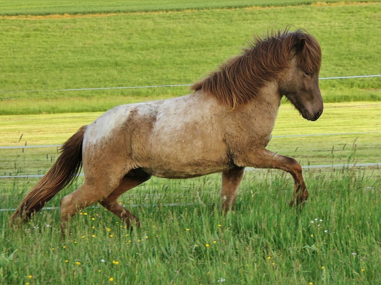 Caballos islandeses Semental 3 años 137 cm Palomino in Saarland