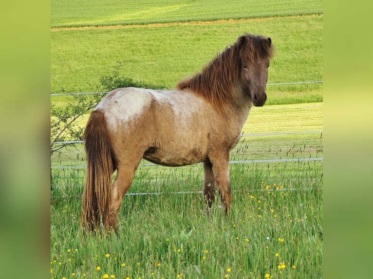 Caballos islandeses Semental 3 años 137 cm Palomino in Saarland