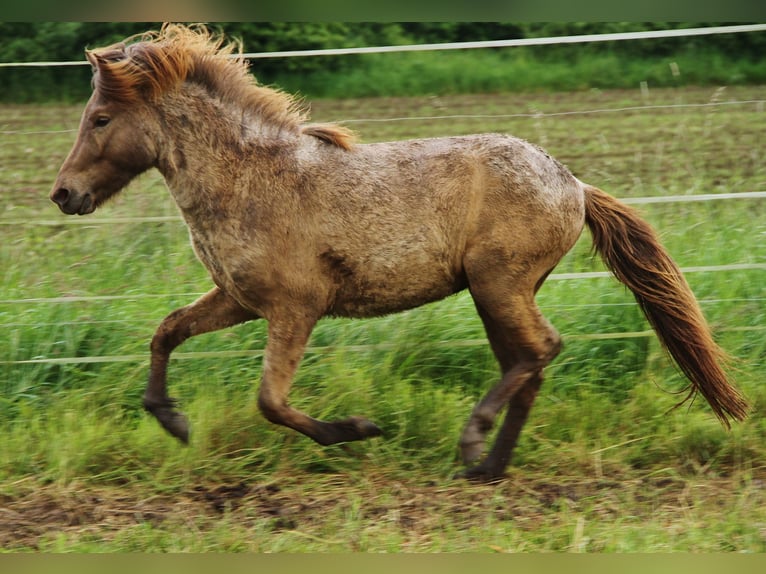 Caballos islandeses Semental 3 años 137 cm Palomino in Saarland