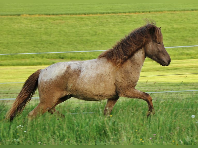 Caballos islandeses Semental 3 años 137 cm Palomino in Saarland